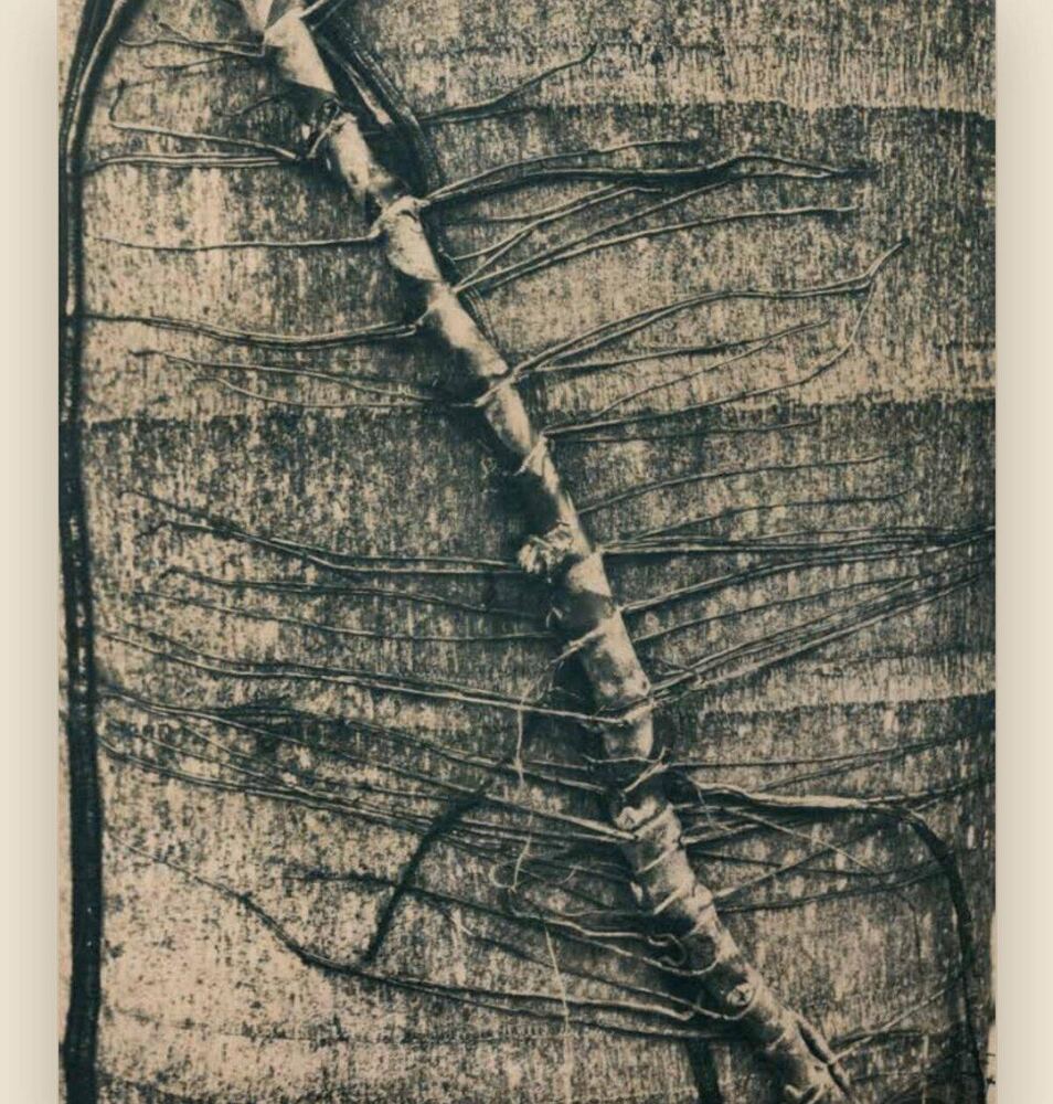 Creeping vine, São João del Rei, Minas Gerais